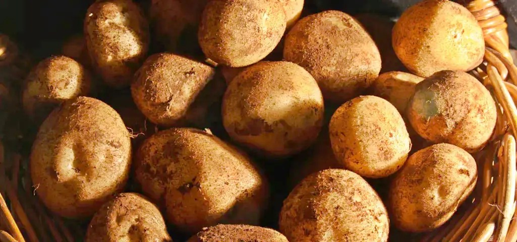 Daily Choice Potatoes Potatoes: A Healthy Choice for Your Customers